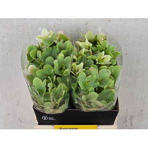 HELL FRK MOLLYS WHIT