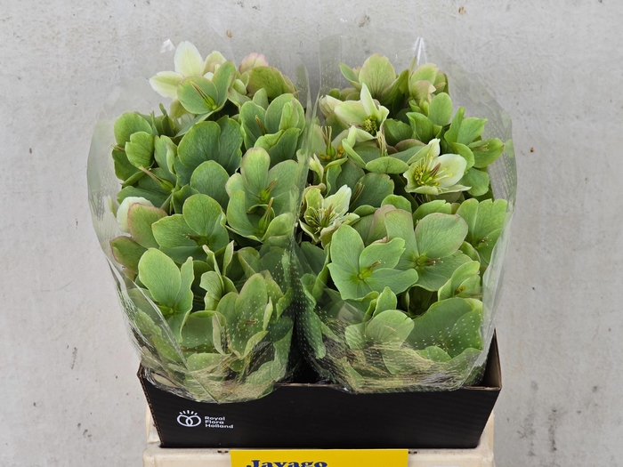 <h4>HELL FRK MOLLYS WHIT</h4>