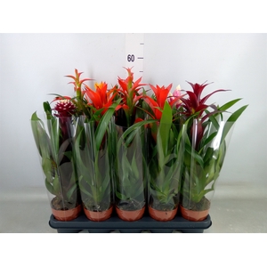 Bromelia   ...mix
