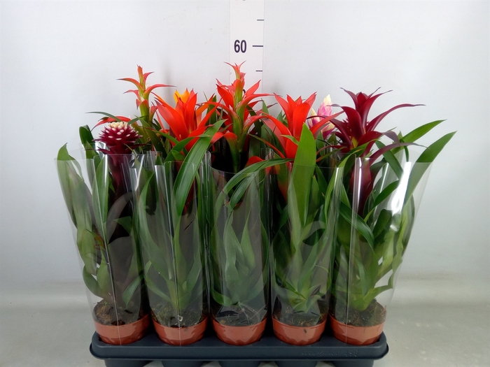 <h4>Bromelia   ...mix</h4>