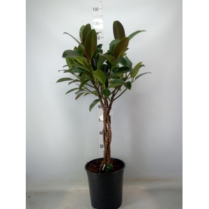Ficus elastica 'Melany'