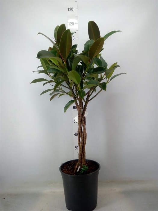 <h4>Ficus elastica 'Melany'</h4>