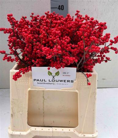 <h4>Ilex Ve Rode Bes</h4>