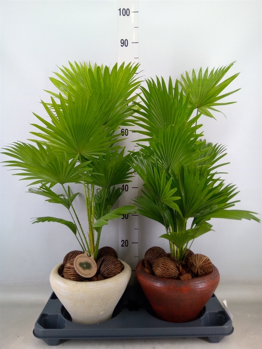 <h4>Livistona rotundifolia</h4>