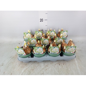 Hyacinthus orie.   ...waxed L%