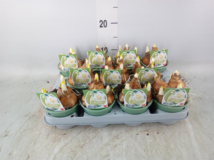 <h4>Hyacinthus orie.   ...waxed L%</h4>