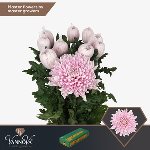 CHRYSANTHEMUM PL 'HONEYMOON'