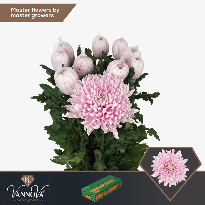 <h4>CHRYSANTHEMUM PL 'HONEYMOON'</h4>