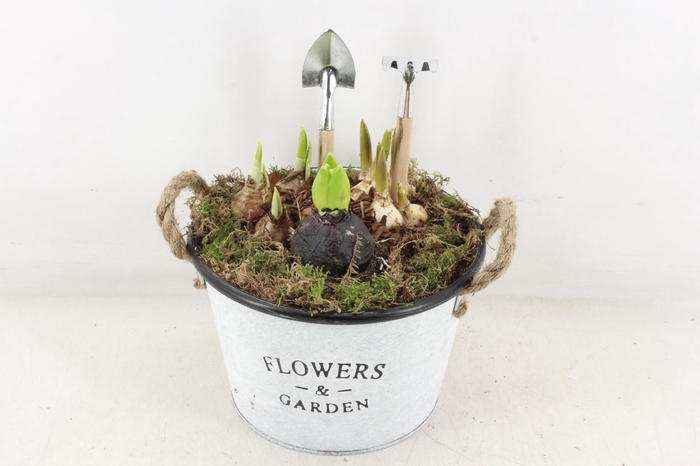 <h4>arr4 Bollenmix JS - Zink rond flowers</h4>