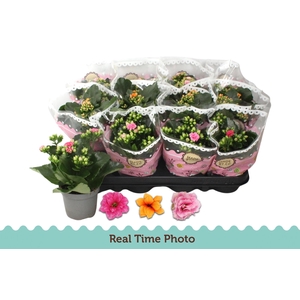 Kal Ge Gem Tweekl Bl