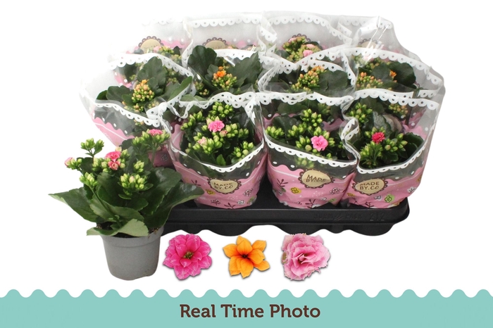 <h4>Kal Ge Gem Tweekl Bl</h4>