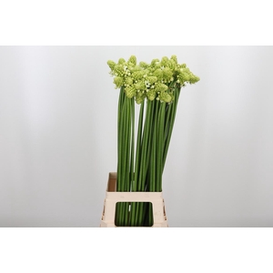 Ornithogalum Saundersiae