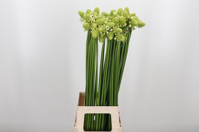 <h4>Ornithogalum Saundersiae</h4>