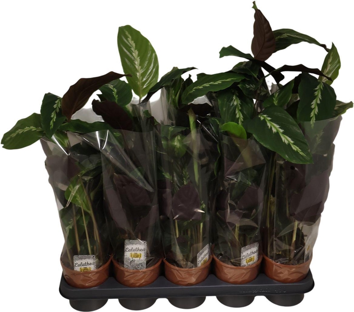 <h4>Calathea Overig</h4>