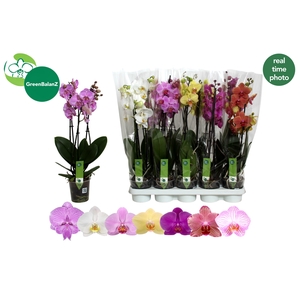 PHAL GEM 7 KL