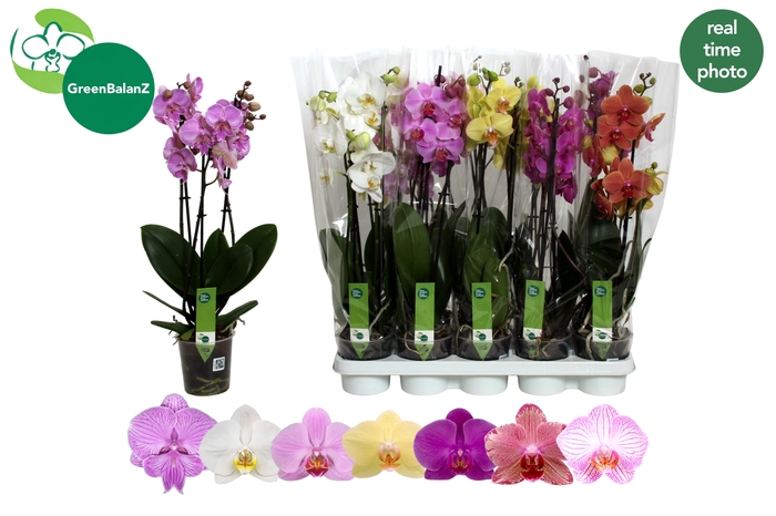 <h4>PHAL GEM 7 KL</h4>