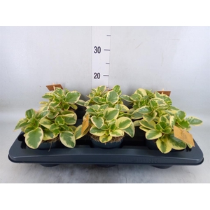 Peperomia obt. 'Obtipan Bicolor'