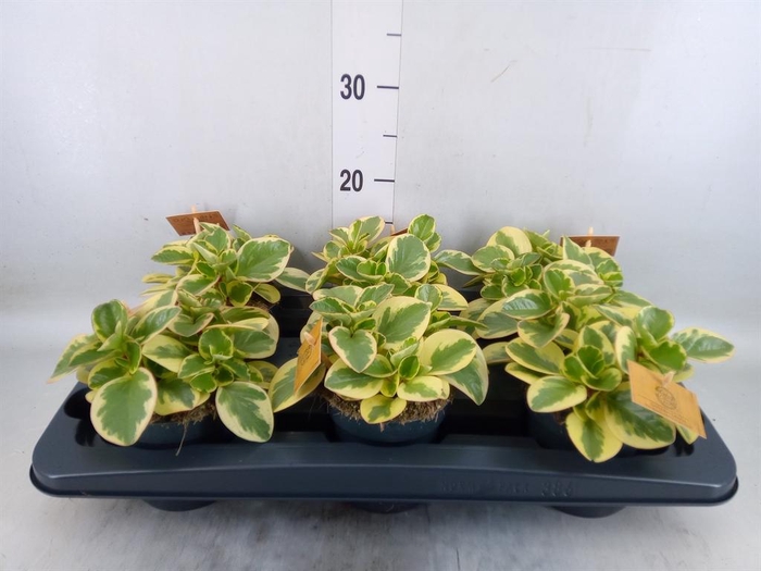 <h4>Peperomia obt. 'Obtipan Bicolor'</h4>