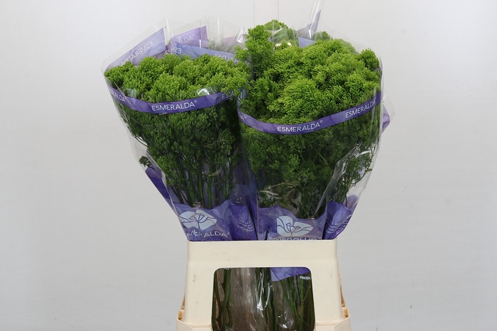 <h4>Trachelium Jade</h4>