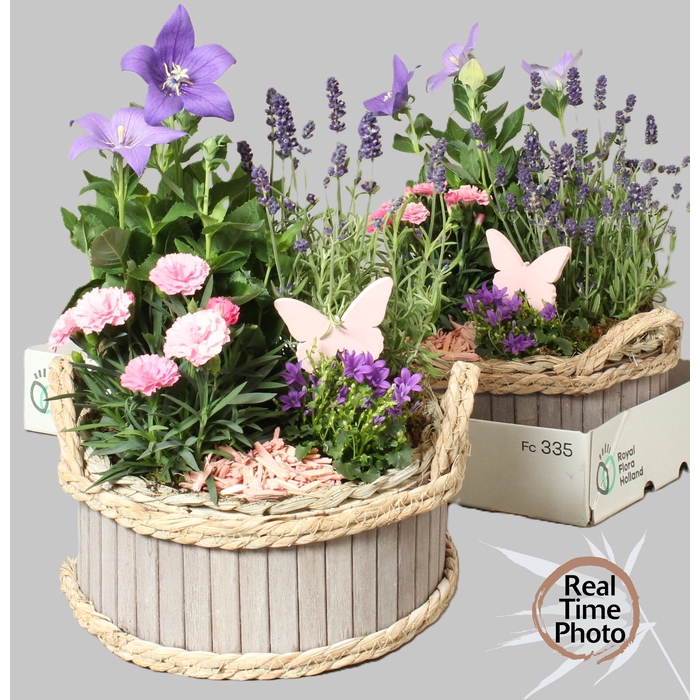 <h4>ARR TUINPLANTEN</h4>