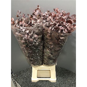 Euca Col Cin Red Abs