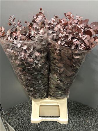 <h4>Euca Col Cin Red Abs</h4>