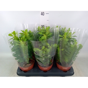 Euphorbia trigona