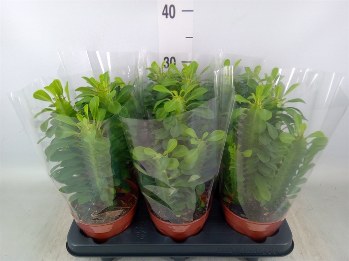 <h4>Euphorbia trigona</h4>
