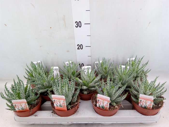 <h4>Aloe humilis</h4>