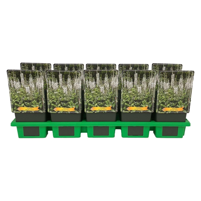 <h4>Veronica spicata Icicle</h4>