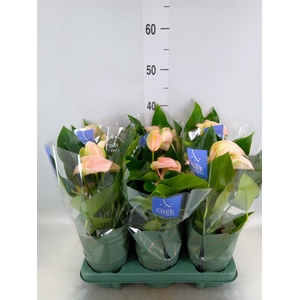 Anthurium andr. 'Joli Peach'