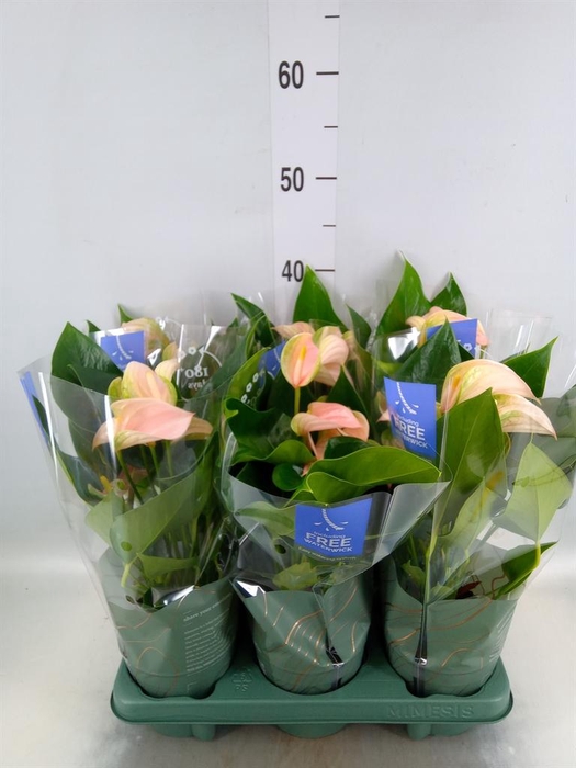 <h4>Anthurium andr. 'Joli Peach'</h4>