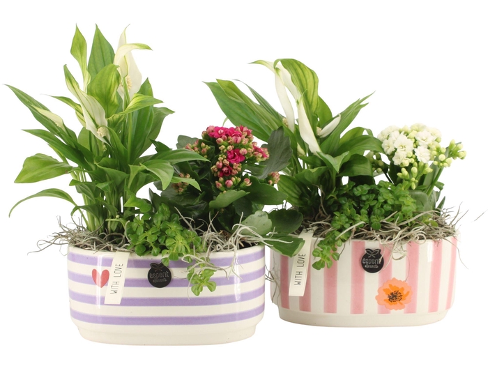 <h4>21855: Lovess arrangement</h4>