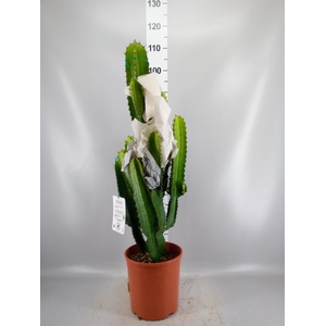 Euphorbia   ...
