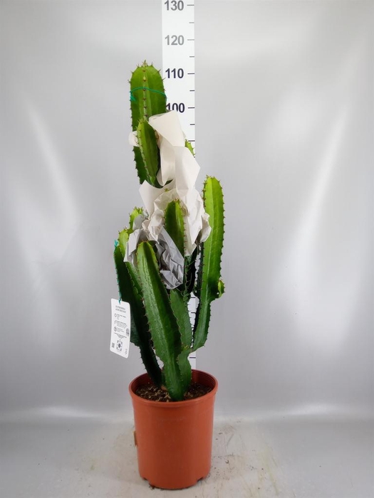 <h4>Euphorbia   ...</h4>