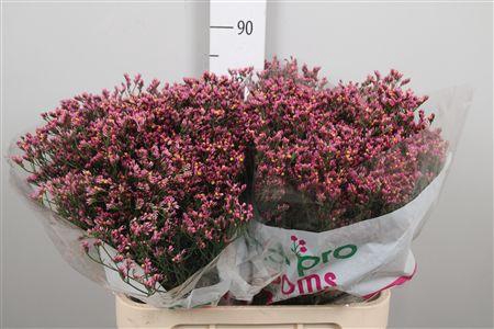 <h4>Lim Sin Tiffany Diamond</h4>