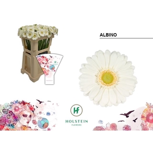 GERMINI ALBINO GE MI ALBINO EMMER H