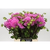 Dahlia Sweet Fabienne