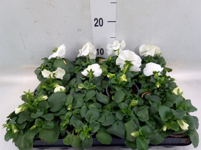 <h4>Viola wr. 'Delta Pure White'</h4>