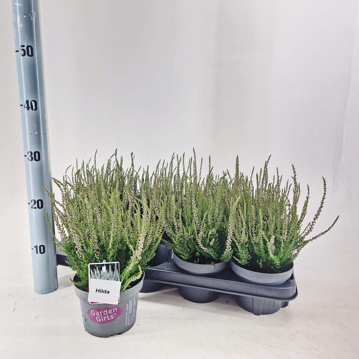 <h4>Calluna Garden Girls Hilda</h4>