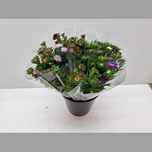 Mono Aster vertakt mix p.bs L5