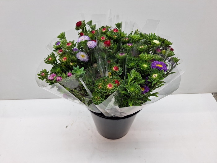 <h4>Mono Aster vertakt mix p.bs L5</h4>