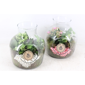 arr2 PL - Glas vaas marlies x6 - roze/wit
