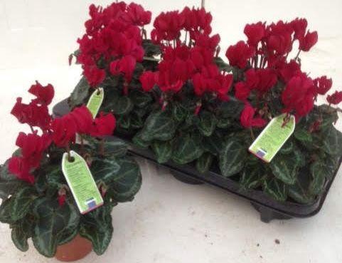 <h4>CYCL KL OVERIG</h4>