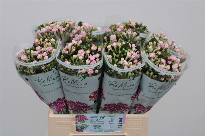 Bouvardia double Diamond Lightpink