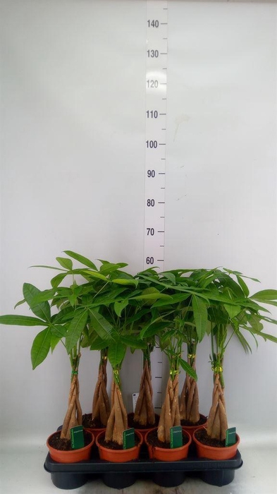 <h4>Pachira aquatica</h4>