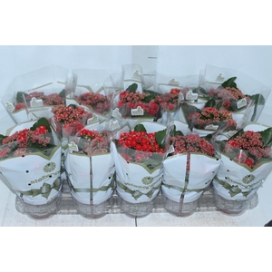 KALANCHOE DOBRADO P11 VERMELHO