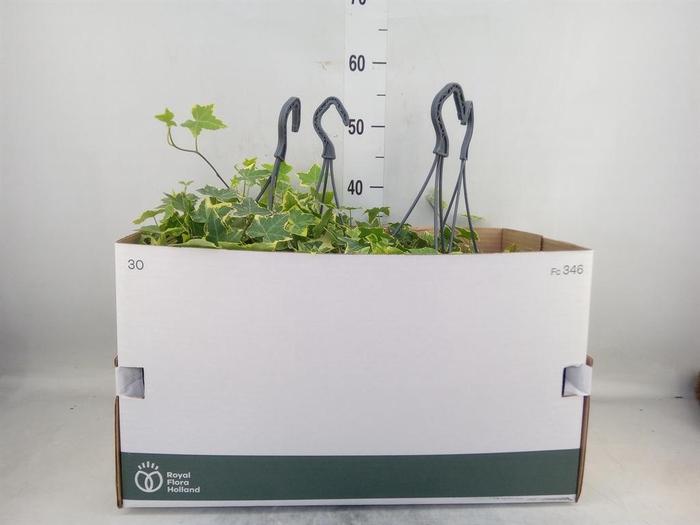 <h4>Hedera helix 'Goldchild'</h4>