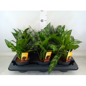 Aglaonema  'Maria'