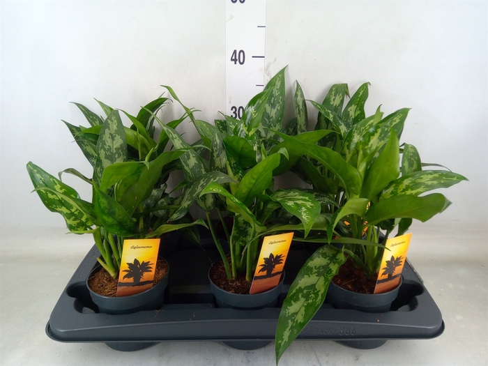 <h4>Aglaonema  'Maria'</h4>